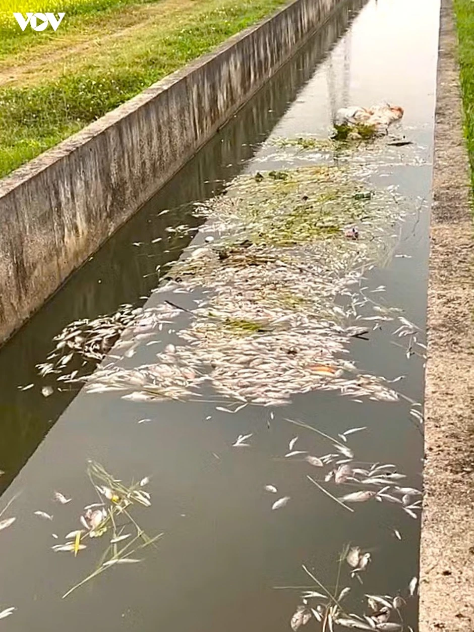 Cá chết hàng loạt ở Nghệ An, kết quả mẫu nước đều nằm trong giới hạn cho phép