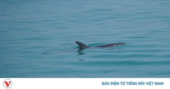 Cá heo bất ngờ xuất hiện ở vùng biển gần bờ đặc khu Lý Sơn, Quảng Ngãi