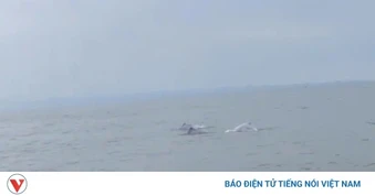 Cá heo hồng xuất hiện ở biển Đồ Sơn, Hải Phòng