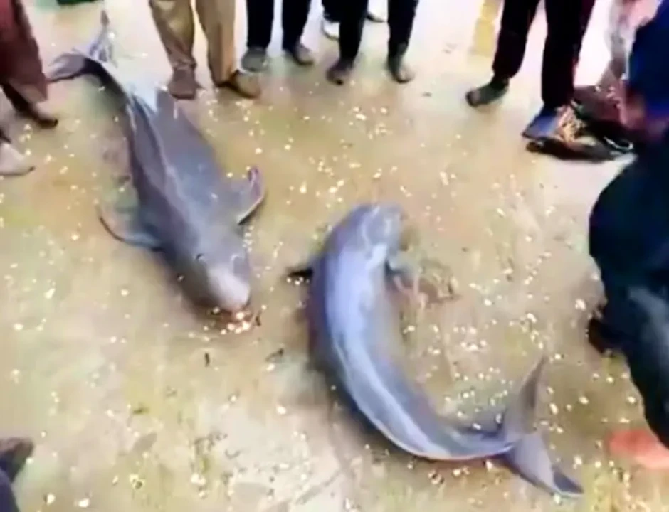 Cá heo mắc lưới được ngư dân thả về biển Cá heo mắc lưới được ngư dân thả về biển