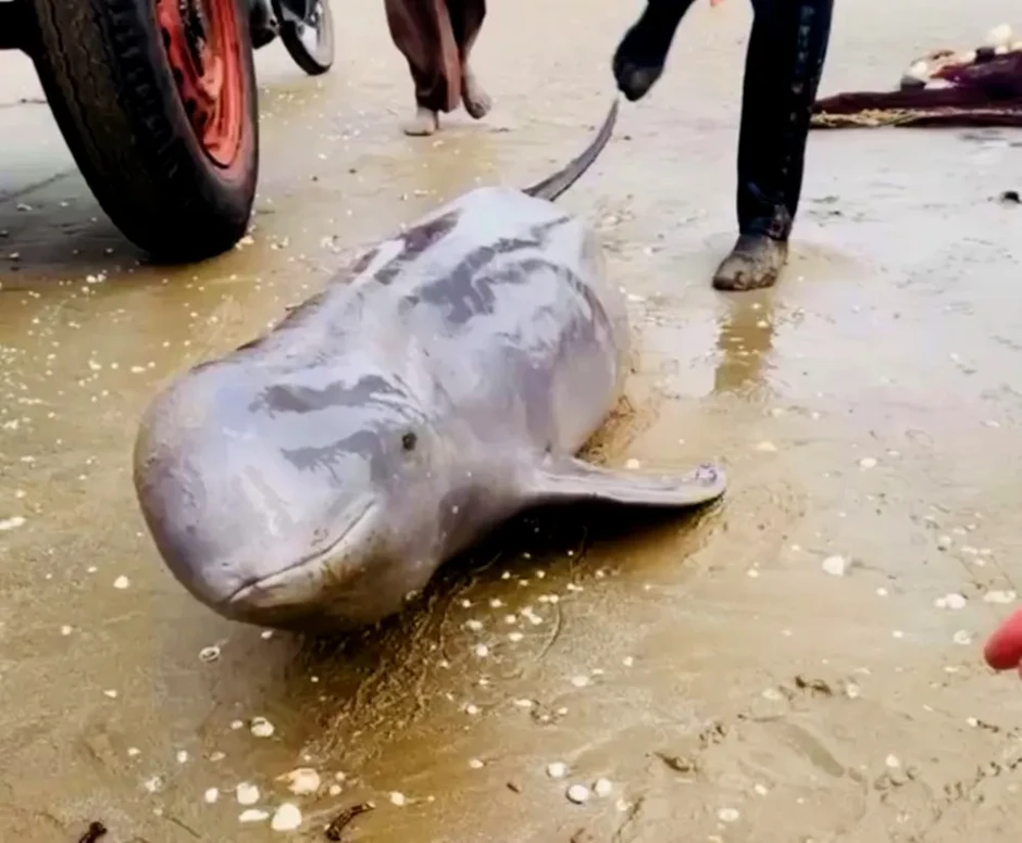 Cá heo mắc lưới được ngư dân thả về biển Cá heo mắc lưới được ngư dân thả về biển