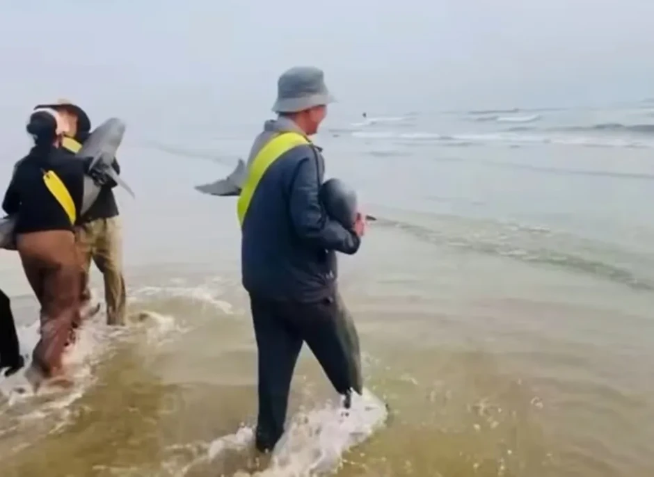 Cá heo mắc lưới được ngư dân thả về biển Cá heo mắc lưới được ngư dân thả về biển