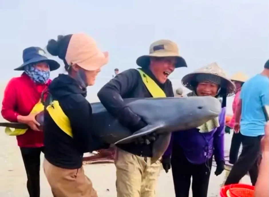 Cá heo mắc lưới được ngư dân thả về biển Cá heo mắc lưới được ngư dân thả về biển