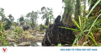 Cà Mau đề ra giải pháp cứu 860 ha rừng tràm U Minh Hạ