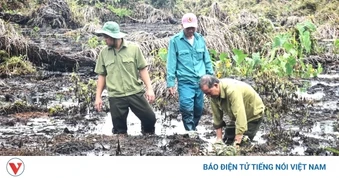 Cà Mau đề xuất đánh giá toàn diện suy thoái lõi rừng U Minh Hạ