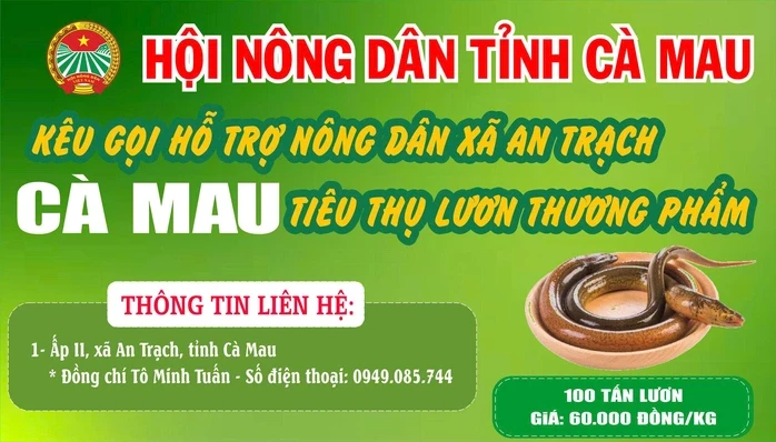 Cà Mau kêu gọi "giải cứu" lươn với giá 60.000 đồng/kg
