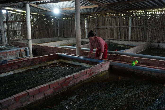 Cà Mau kêu gọi "giải cứu" lươn với giá 60.000 đồng/kg