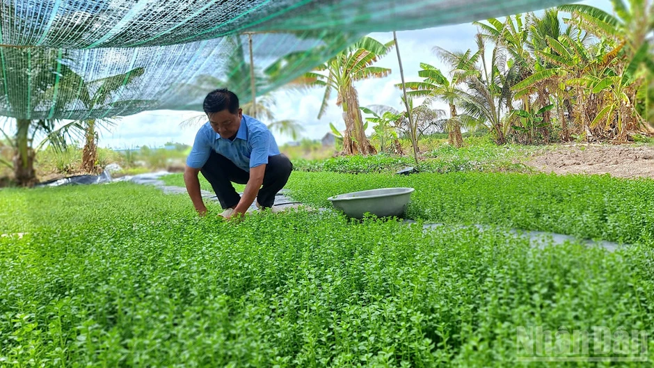 Cà Mau tăng tốc giảm nghèo bền vững