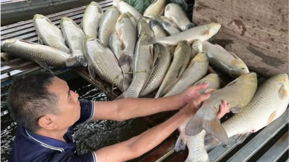 Cá nuôi lồng bè chết bất thường, nổi trắng trên sông Lam Cá nuôi lồng bè chết bất thường, nổi trắng trên sông Lam