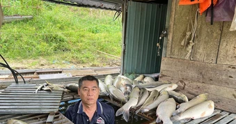 Cá nuôi lồng bè chết bất thường, nổi trắng trên sông Lam