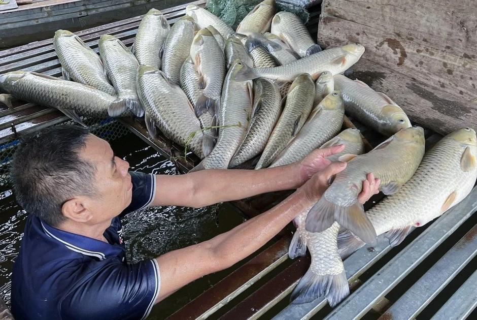 Cá nuôi lồng bè trên sông Lam qua xã Anh Sơn (Nghệ An) chết hàng loạt Cá nuôi lồng bè trên sông Lam qua xã Anh Sơn (Nghệ An) chết hàng loạt