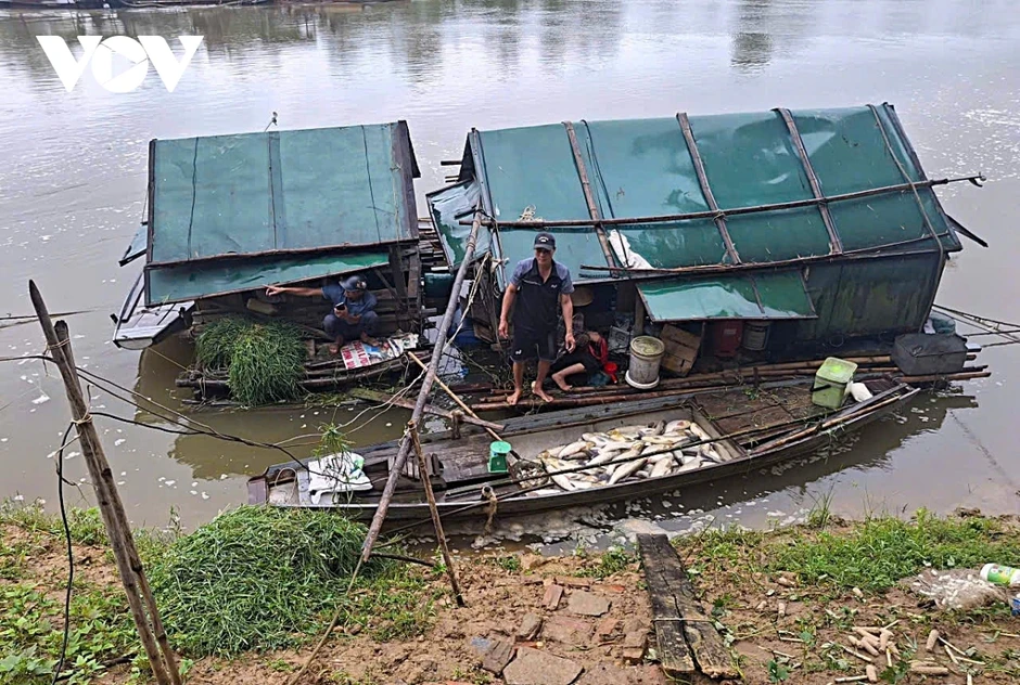 Cá nuôi lồng bè trên sông Lam qua xã Anh Sơn (Nghệ An) chết hàng loạt Cá nuôi lồng bè trên sông Lam qua xã Anh Sơn (Nghệ An) chết hàng loạt