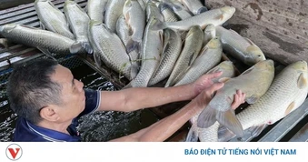 Cá nuôi lồng bè trên sông Lam qua xã Anh Sơn (Nghệ An) chết hàng loạt