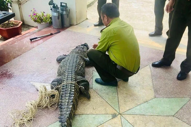 Cá sấu nặng 50kg lạc vào kênh tưới tiêu nội đồng Cá sấu nặng 50kg lạc vào kênh tưới tiêu nội đồng