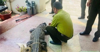 Cá sấu nặng 50kg lạc vào kênh tưới tiêu nội đồng