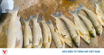 Cá trên sông Lam tiếp tục chết bất thường, chưa xác định được nguyên nhân