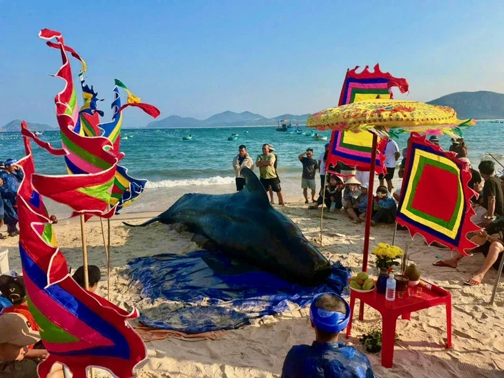 Cá voi nặng khoảng 2 tấn dạt vào bờ biển Đắk Lắk, dân nỗ lực cứu không thành Cá voi nặng khoảng 2 tấn dạt vào bờ biển Đắk Lắk, dân nỗ lực cứu không thành