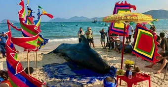 Cá voi nặng khoảng 2 tấn dạt vào bờ biển Đắk Lắk, dân nỗ  lực cứu không thành
