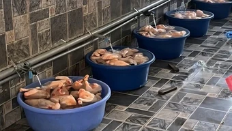 Các trường phát hiện tình trạng nhà cung ứng nhập thịt gà, cá từ bên thứ ba nhưng không xuất trình được giấy tờ liên quan