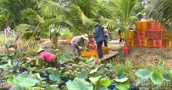 Cần Thơ chủ động chuyển đổi cây trồng thích ứng biến đổi khí hậu