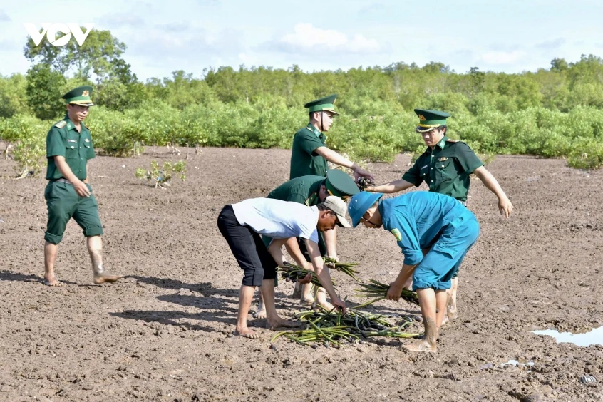 Cần Thơ trồng bổ sung 17ha rừng phòng hộ ven biển