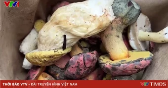 Cảnh báo ngộ độc nấm rừng mùa mưa tại Lâm Đồng