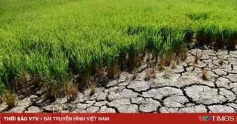 Cảnh báo rủi ro thiên tai do xâm nhập mặn tại Đồng bằng sông Cửu Long ở cấp độ 1