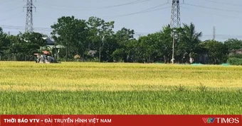 Cảnh báo thủ đoạn bảo kê máy gặt để trục lợi