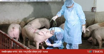 Cao Bằng khẩn trương triển khai các biện pháp cấp bách khống chế ổ dịch tả lợn châu Phi