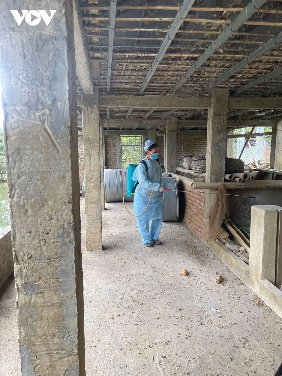 Cao Bằng ngăn dịch tả lợn châu Phi lan rộng