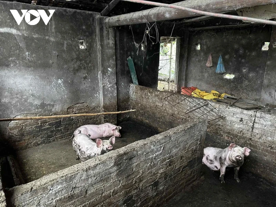 Cao Bằng ngăn dịch tả lợn châu Phi lan rộng