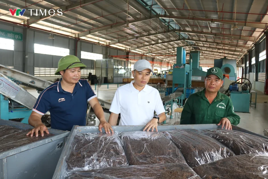 Cao su Điện Biên: Gieo sinh kế bền vững trên vùng đất khó Cao su Điện Biên: Gieo sinh kế bền vững trên vùng đất khó