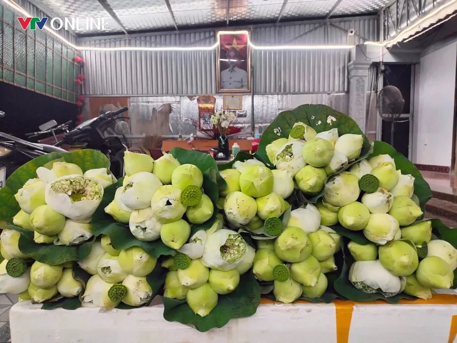 Cặp vợ chồng Nghệ An “bỏ phố về quê” trồng sen trên quê hương Bác Cặp vợ chồng Nghệ An “bỏ phố về quê” trồng sen trên quê hương Bác