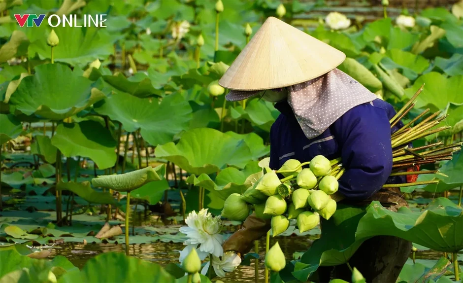 Cặp vợ chồng Nghệ An “bỏ phố về quê” trồng sen trên quê hương Bác Cặp vợ chồng Nghệ An “bỏ phố về quê” trồng sen trên quê hương Bác