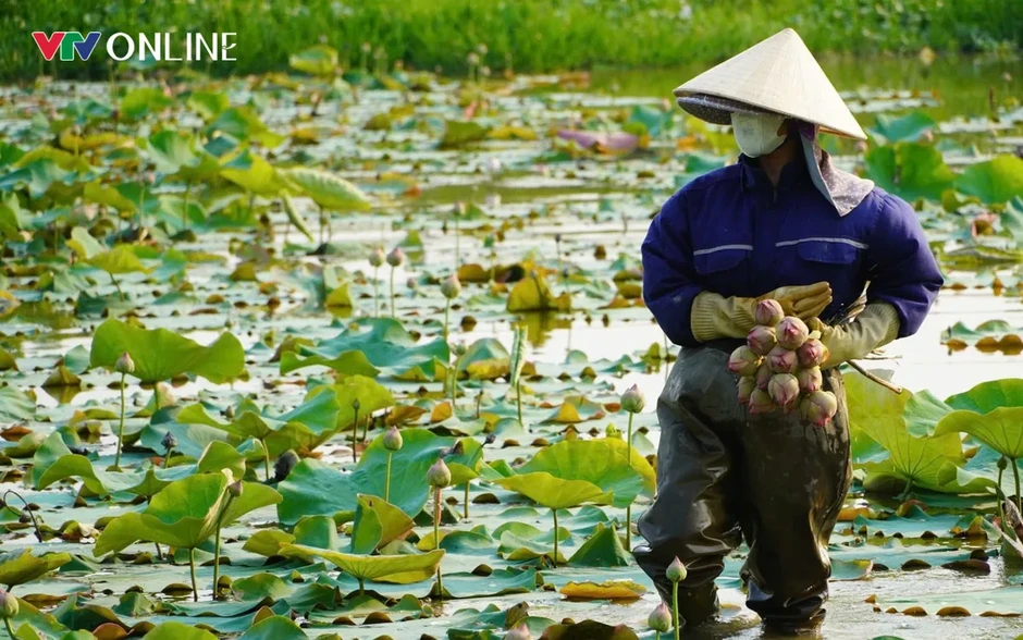 Cặp vợ chồng Nghệ An “bỏ phố về quê” trồng sen trên quê hương Bác Cặp vợ chồng Nghệ An “bỏ phố về quê” trồng sen trên quê hương Bác