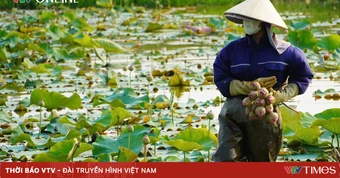 Cặp vợ chồng Nghệ An “bỏ phố về quê” trồng sen trên quê hương Bác