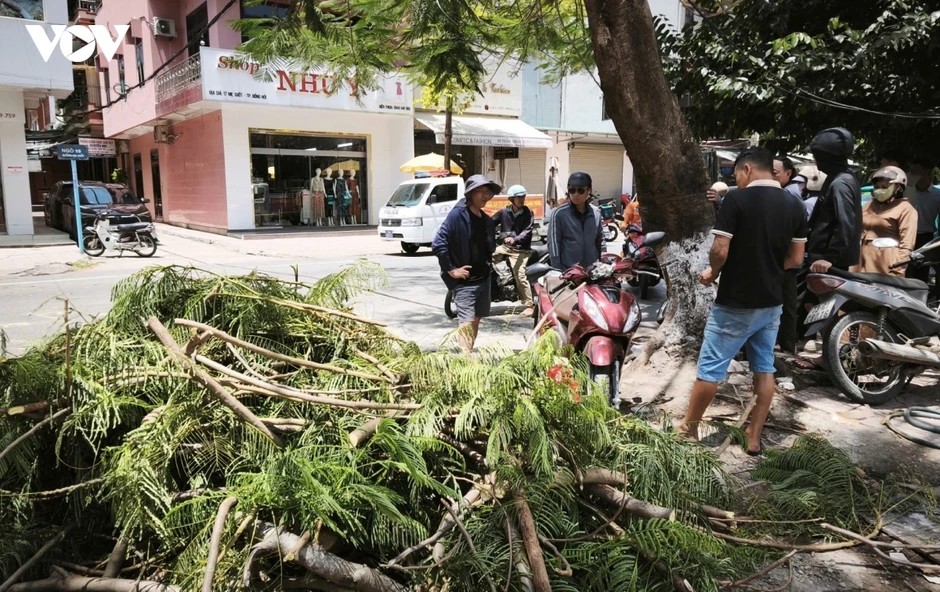 Cây gãy đè trúng người đi xe máy tại phường Đồng Hới, tỉnh Quảng Trị Cây gãy đè trúng người đi xe máy tại phường Đồng Hới, tỉnh Quảng Trị