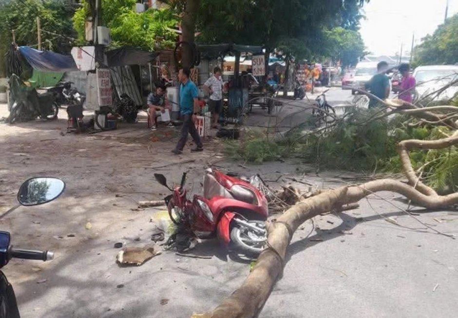 Cây gãy đè trúng người đi xe máy tại phường Đồng Hới, tỉnh Quảng Trị Cây gãy đè trúng người đi xe máy tại phường Đồng Hới, tỉnh Quảng Trị