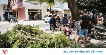 Cây gãy đè trúng người đi xe máy tại phường Đồng Hới, tỉnh Quảng Trị