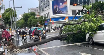Cây xanh bật gốc do mưa dông, đè trúng 2 ô tô ở TPHCM