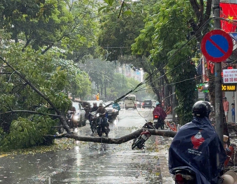Cây xanh bật gốc trong mưa, đè trúng người đi xe máy Cây xanh bật gốc trong mưa, đè trúng người đi xe máy