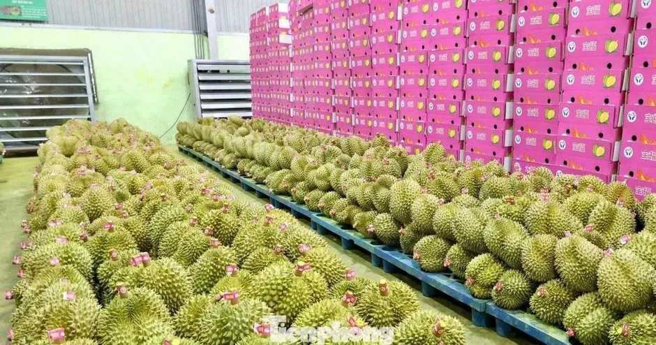 Chính phủ giao Bộ Công an xử lý nghiêm hành vi gian lận mã số vùng trồng Chính phủ giao Bộ Công an xử lý nghiêm hành vi gian lận mã số vùng trồng