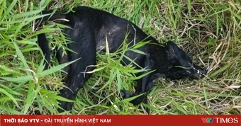 Chó nghi dại tấn công 5 người ở Đắk Lắk