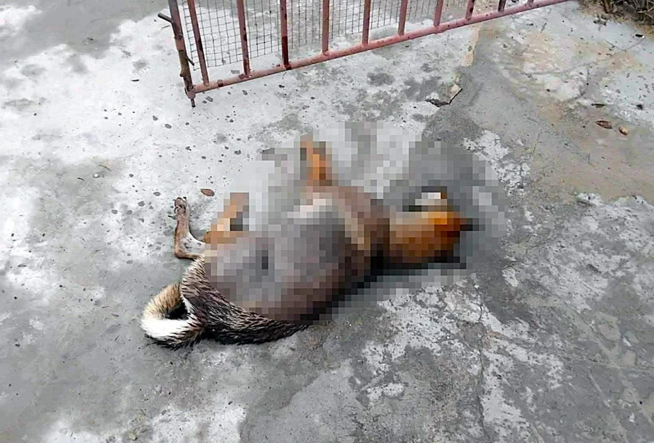 Chó thả rông nghi dại tấn công 6 người dân ở Nghệ An Chó thả rông nghi dại tấn công 6 người dân ở Nghệ An