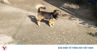 Chủ cơ sở bán thịt chó tử vong do bệnh dại