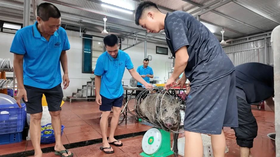 Chủ khách sạn ở Cô Tô mổ lợn đãi khách bị mắc kẹt do bão số 1 Chủ khách sạn ở Cô Tô mổ lợn đãi khách bị mắc kẹt do bão số 1
