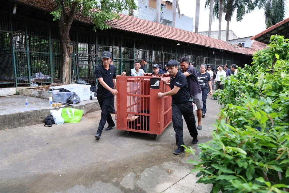 Chùm ảnh cứu hộ 4 con gấu từ TP.HCM đưa về Bạch Mã Chùm ảnh cứu hộ 4 con gấu từ TP.HCM đưa về Bạch Mã