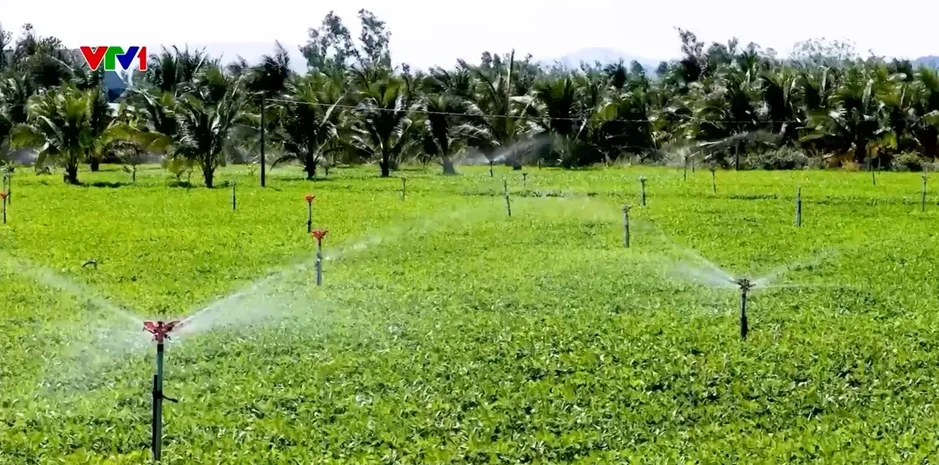 Chuyển đổi cây trồng thích ứng biến đổi khí hậu Chuyển đổi cây trồng thích ứng biến đổi khí hậu