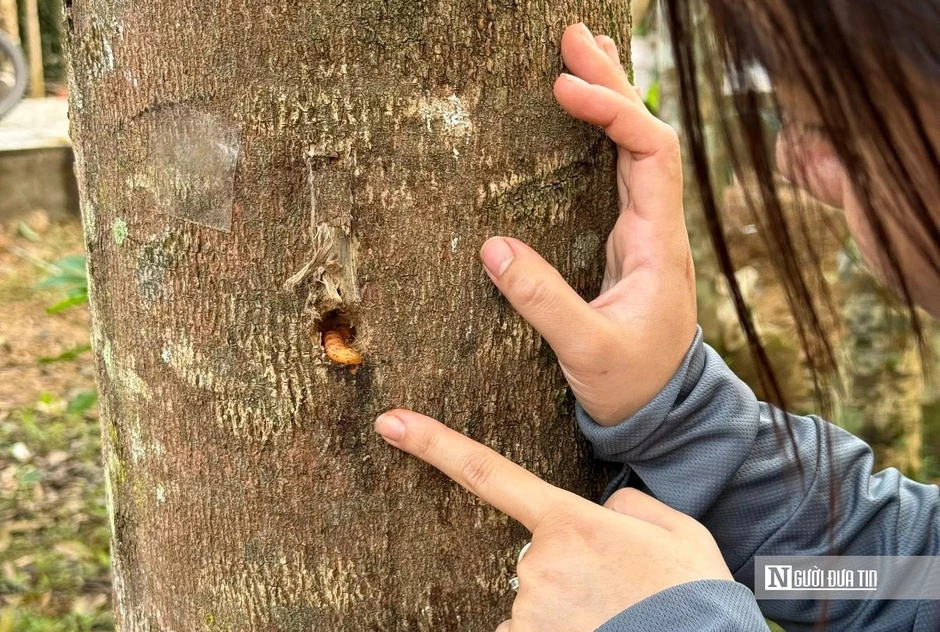 Cô gái trẻ từ bỏ phố thị xa hoa, trở về quê khởi nghiệp với nghề truyền thống Cô gái trẻ từ bỏ phố thị xa hoa, trở về quê khởi nghiệp với nghề truyền thống