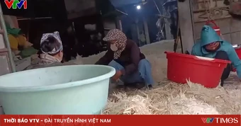 Cơ sở chế biến lông vịt ở xã Ứng Thiên (Hà Nội) gây ô nhiễm, bốc mùi hôi